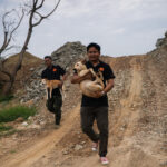 Soi Dog Foundation
