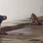 Expat Lets His Pit Bulls Kill a Neighbours Dog