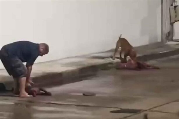 Expat Lets His Pit Bulls Kill a Neighbours Dog