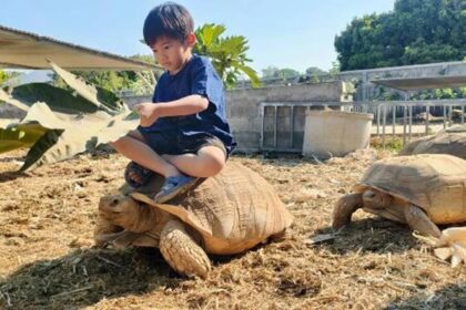 Giant Tortoise café Chiang Mai