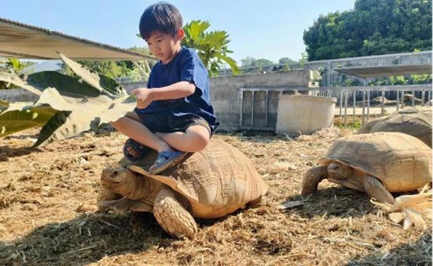 Giant Tortoise café Chiang Mai