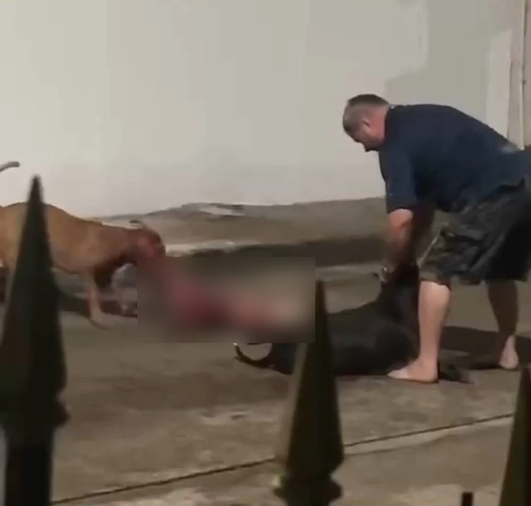 Pit Bulls Kill a Neighbours Dog