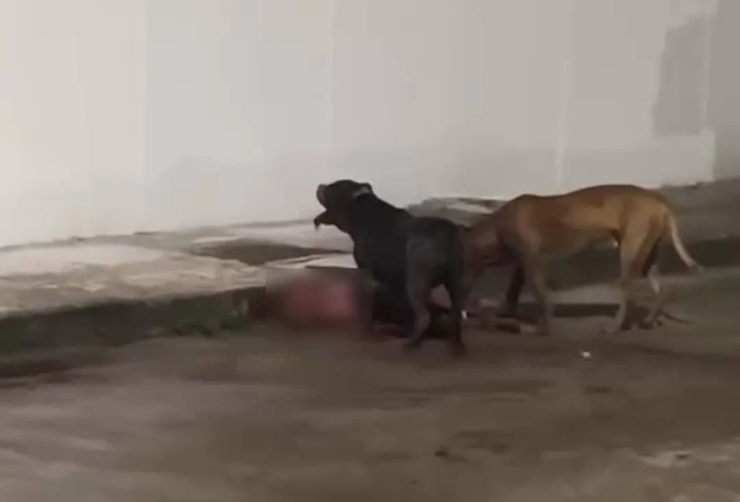 Pit Bulls Kill a Neighbours Dog