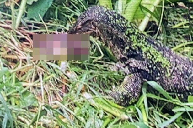 Monitor Lizard Found Eating Infant’s Remains