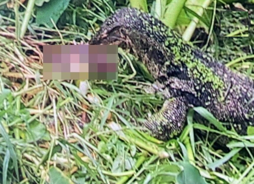 Monitor Lizard Found Eating Infant’s Remains