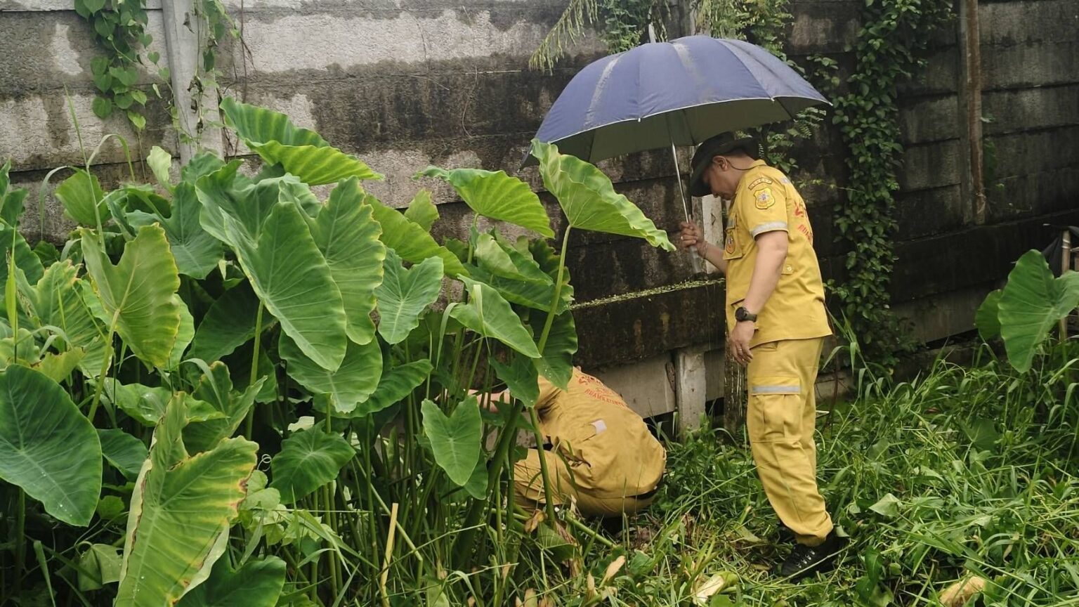 Monitor lizard seen feeding on child’s body