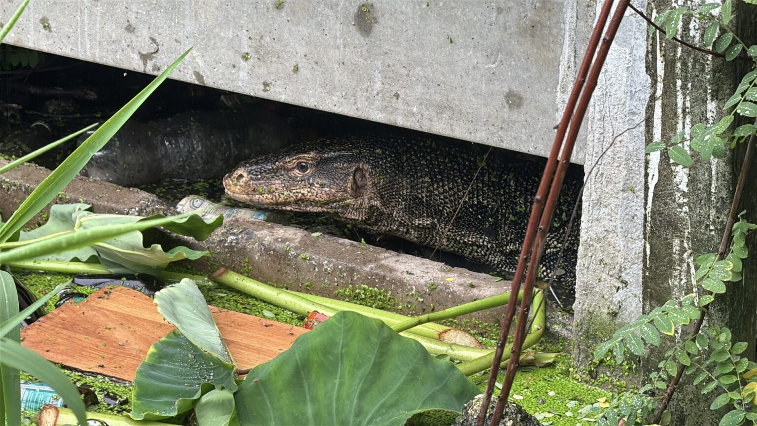 Monitor lizard seen feeding on child’s body