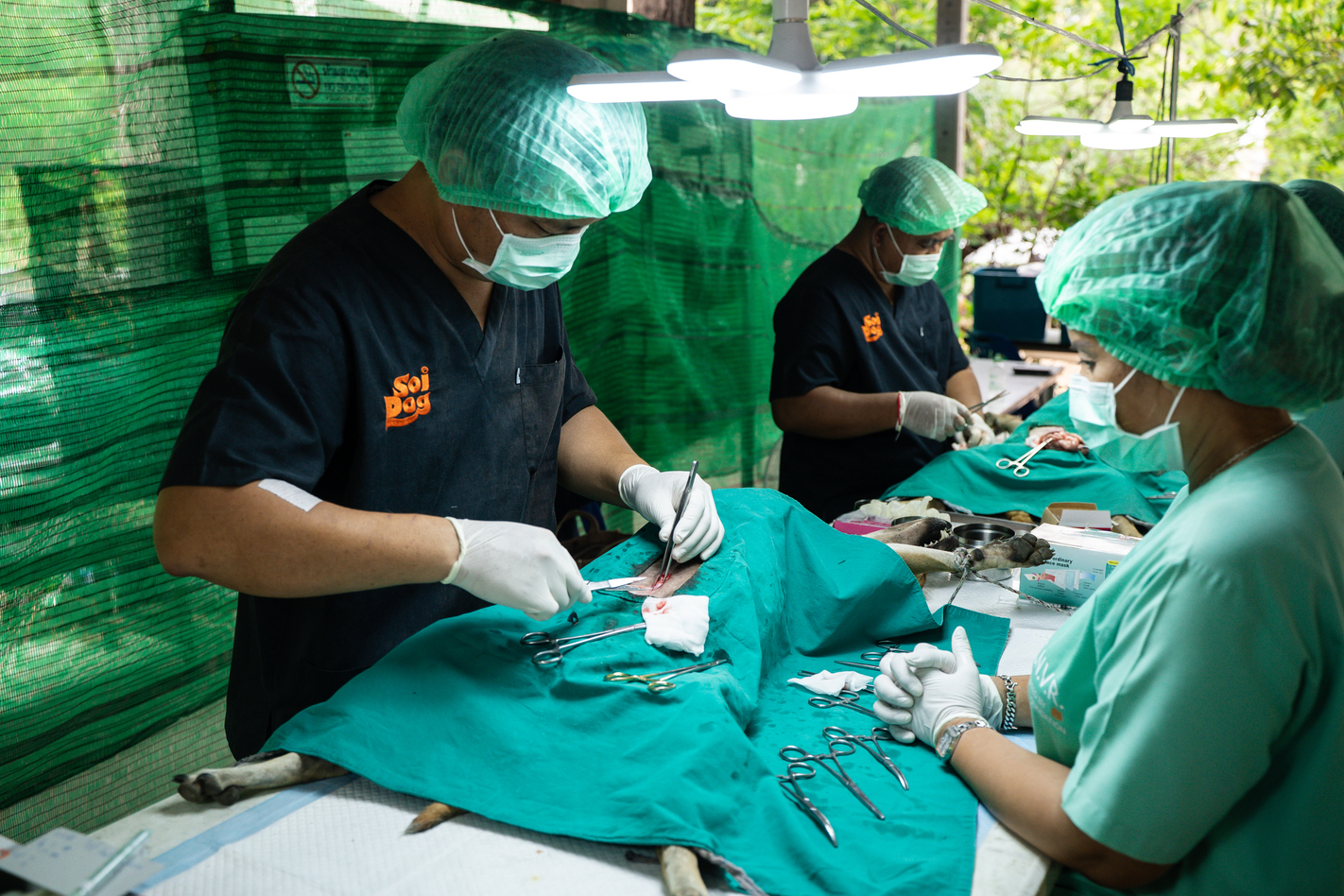 Soi Dog Foundation 