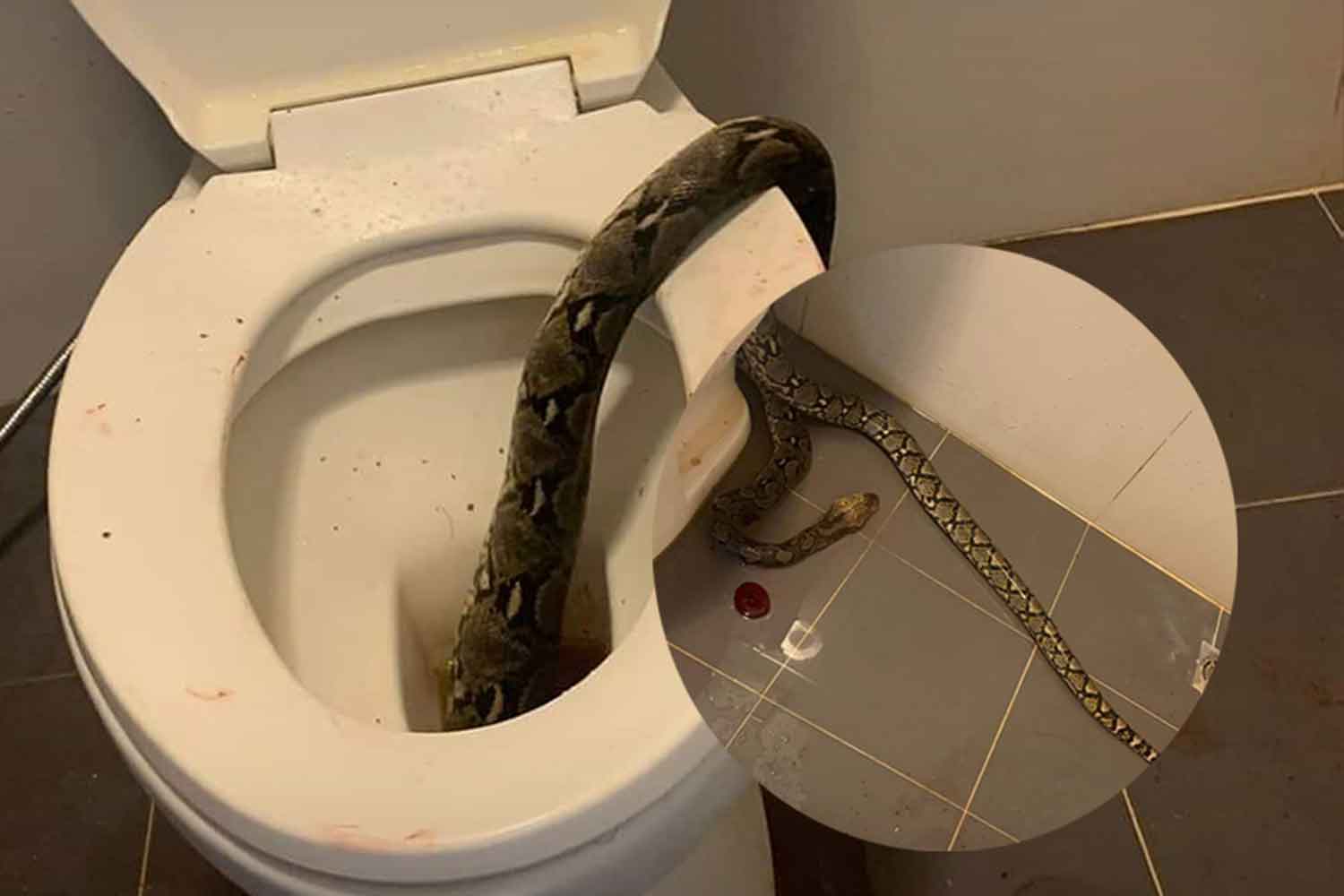 pythons toilets bangkok