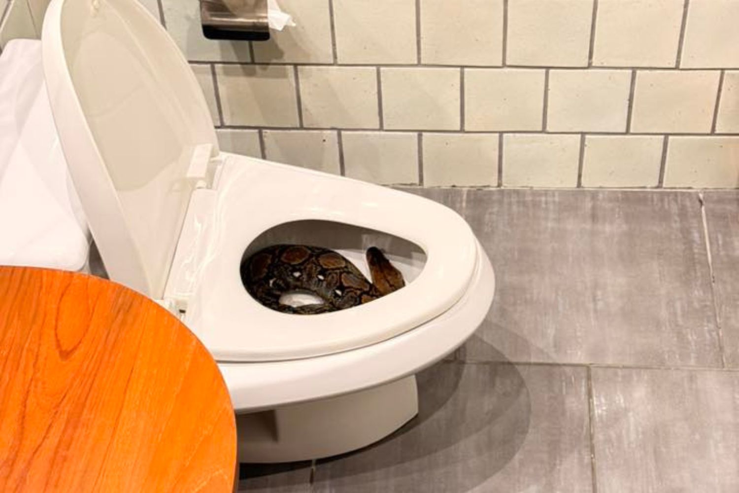 Man In Bangkok Finds Huge Python Coiled Up Inside His Toilet Bowl