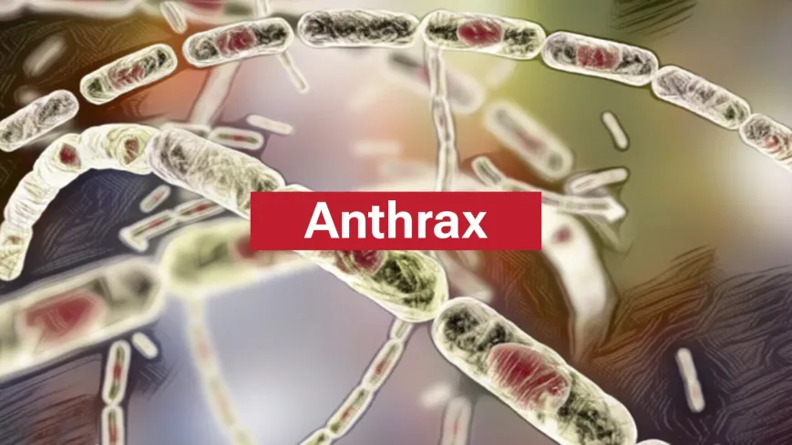 Bacillus Anthracis Thailand