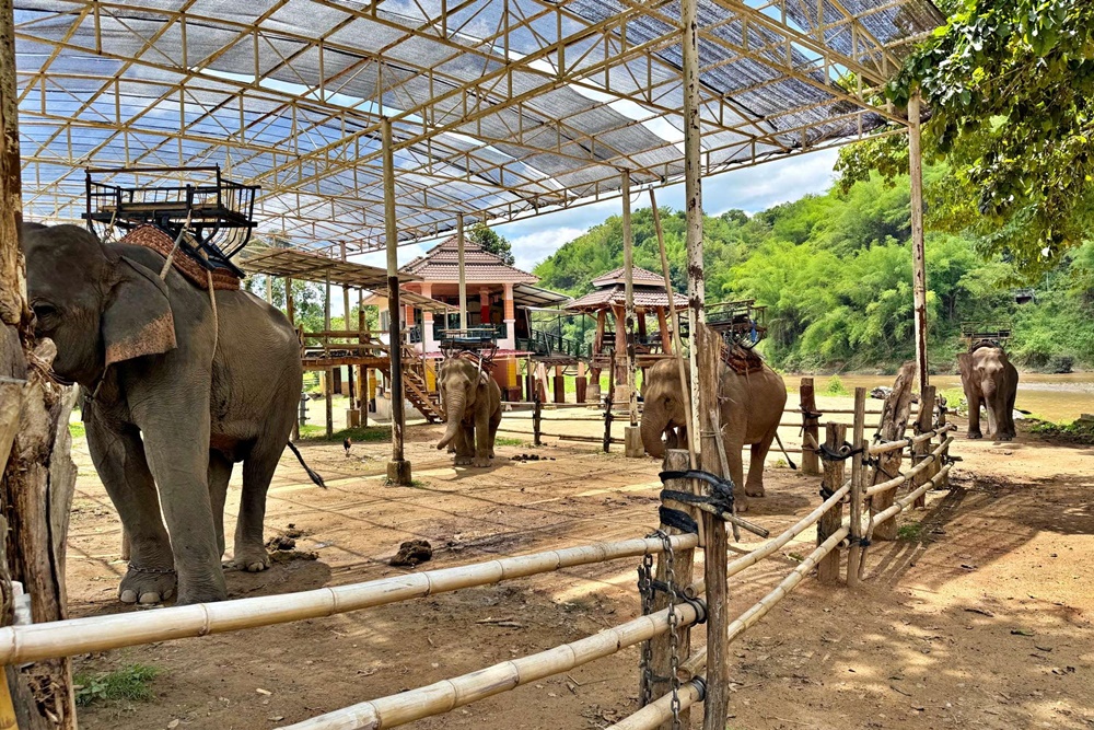 Chiang Rai Ruammitr elephant camp, kok river