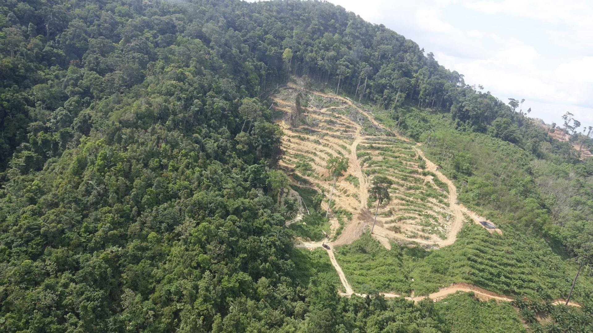 Deforestation in Chiang Rai