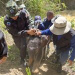 Baby Elephant Rescued