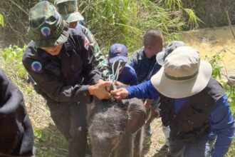Baby Elephant Rescued