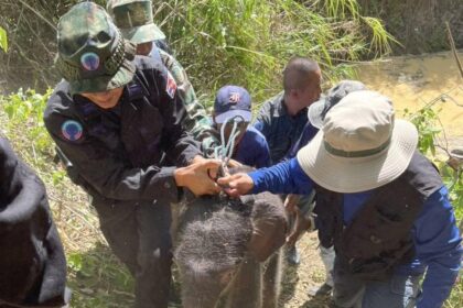 Baby Elephant Rescued