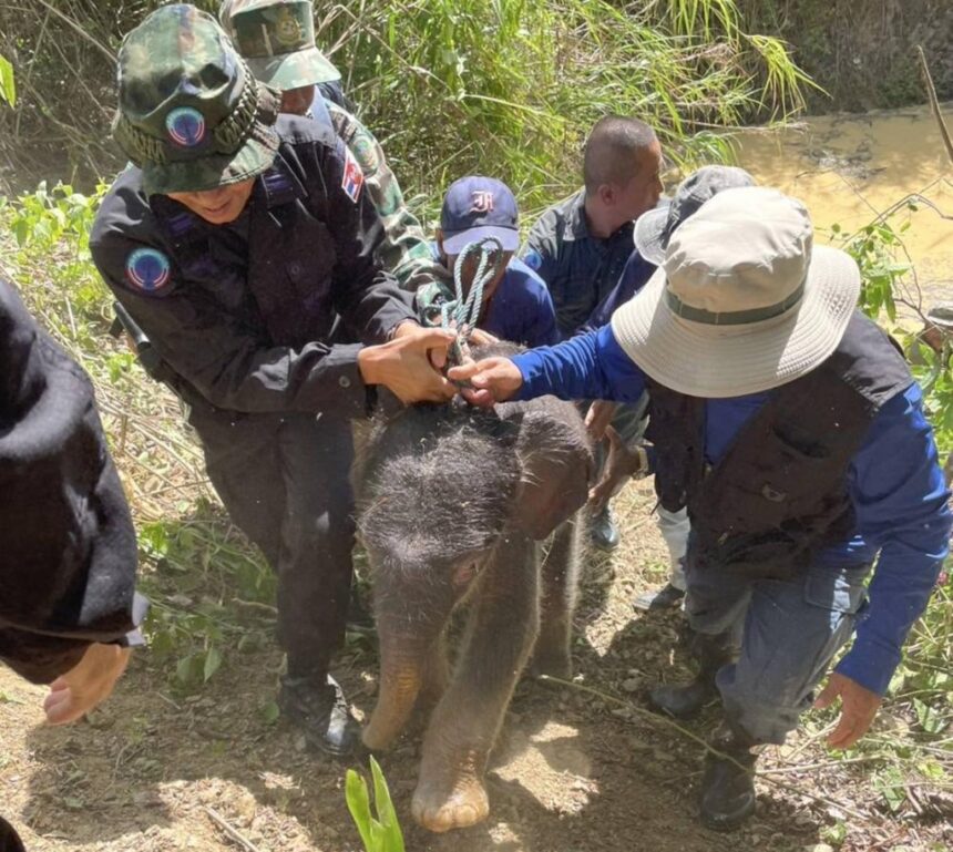 Baby Elephant Rescued