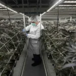 Cannabis