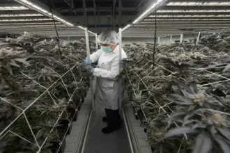 Cannabis