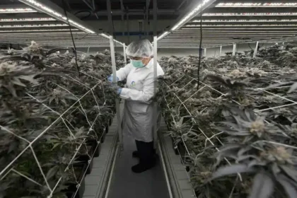 Cannabis