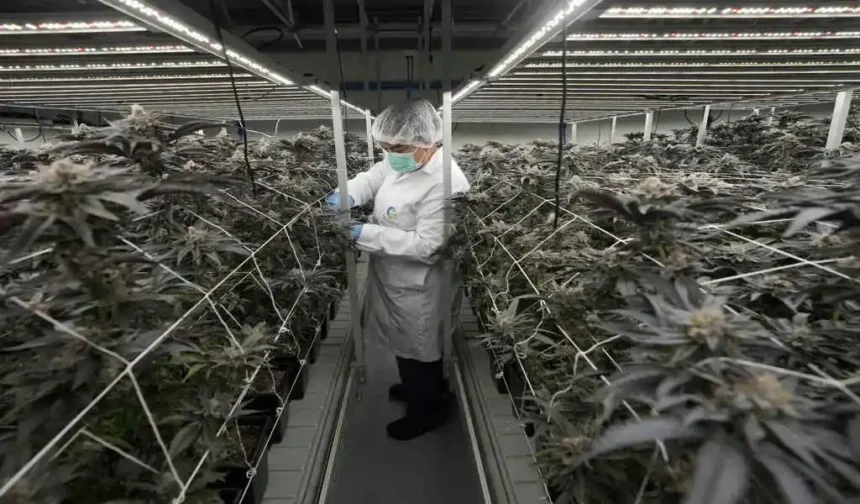 Cannabis