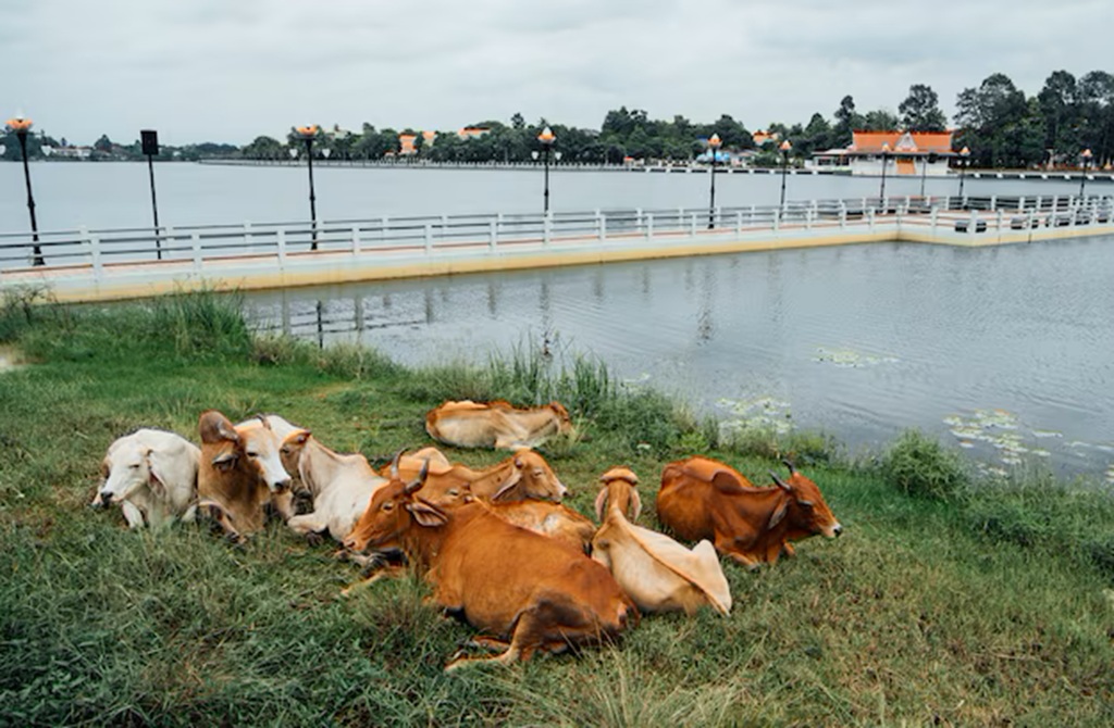 Cattle Chiang Rai, Kok River