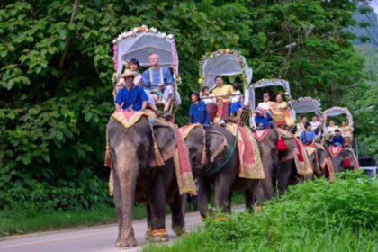 Elephant Camp Hosts Wedding Parade