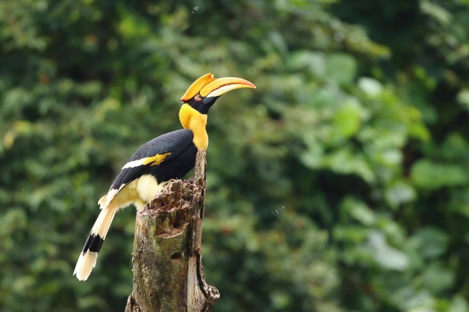 Great Horngill Chiang Mai