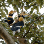 Protect Hornbill's in Chiang Mai Forest