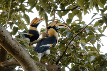 Protect Hornbill's in Chiang Mai Forest