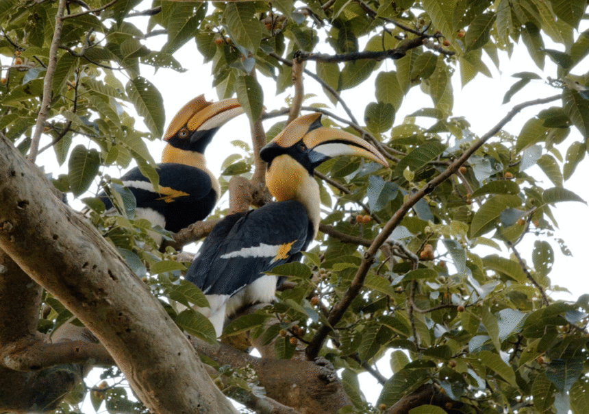 Protect Hornbill's in Chiang Mai Forest