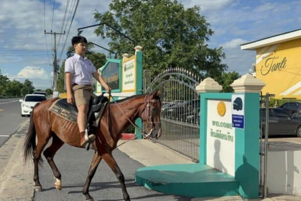 Student, horse, school, thailand