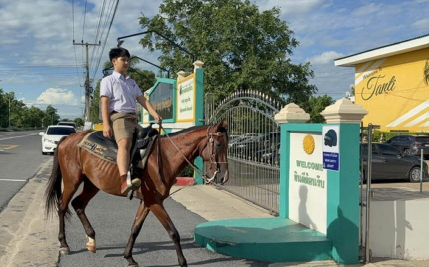 Student, horse, school, thailand