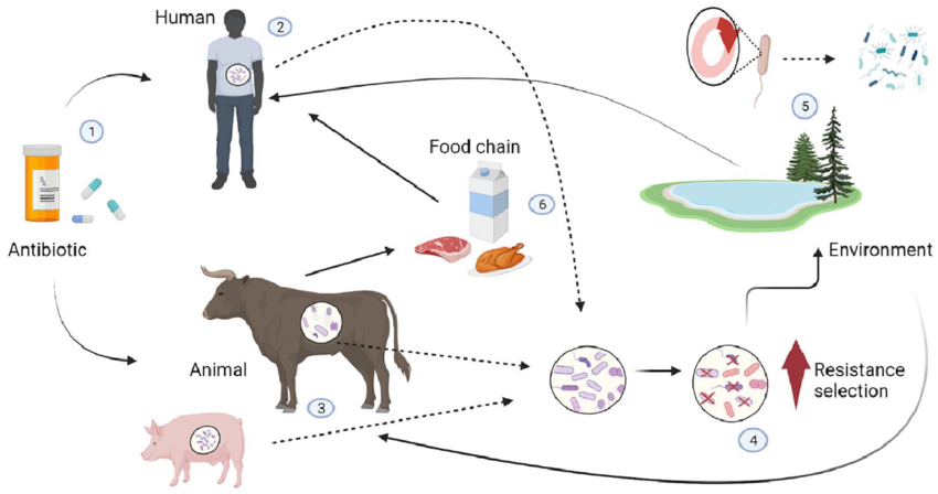 Lampang Health Office Urges Calm After Reports of Flesh-Eating Bacteria