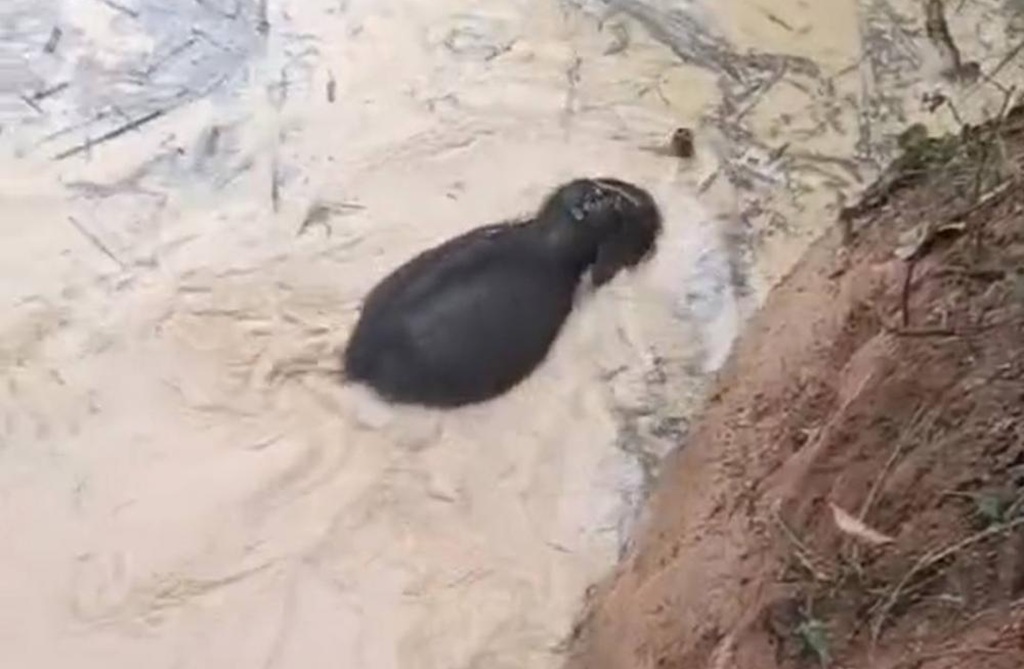 Trapped Baby Elephant