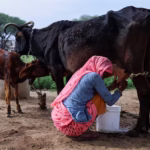 Parents in India Offered Cash for a Girl and a Cow for a Boy