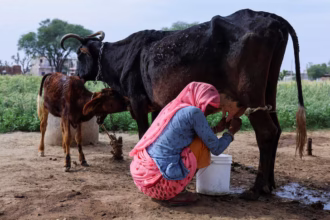 Parents in India Offered Cash for a Girl and a Cow for a Boy
