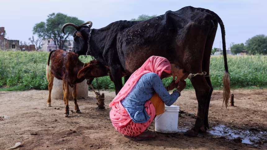 Parents in India Offered Cash for a Girl and a Cow for a Boy