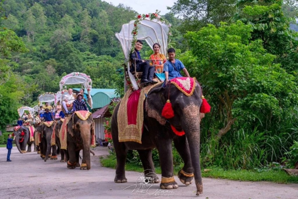 Elephant Camp Hosts Wedding Parade, chiang Mai