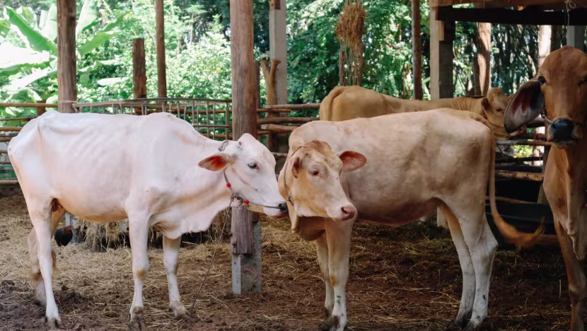 No Cases in Chiang Rai