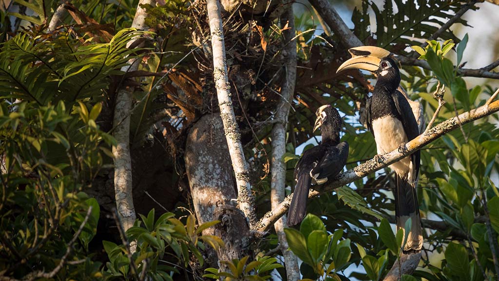 Hornbills in Chiang Mai