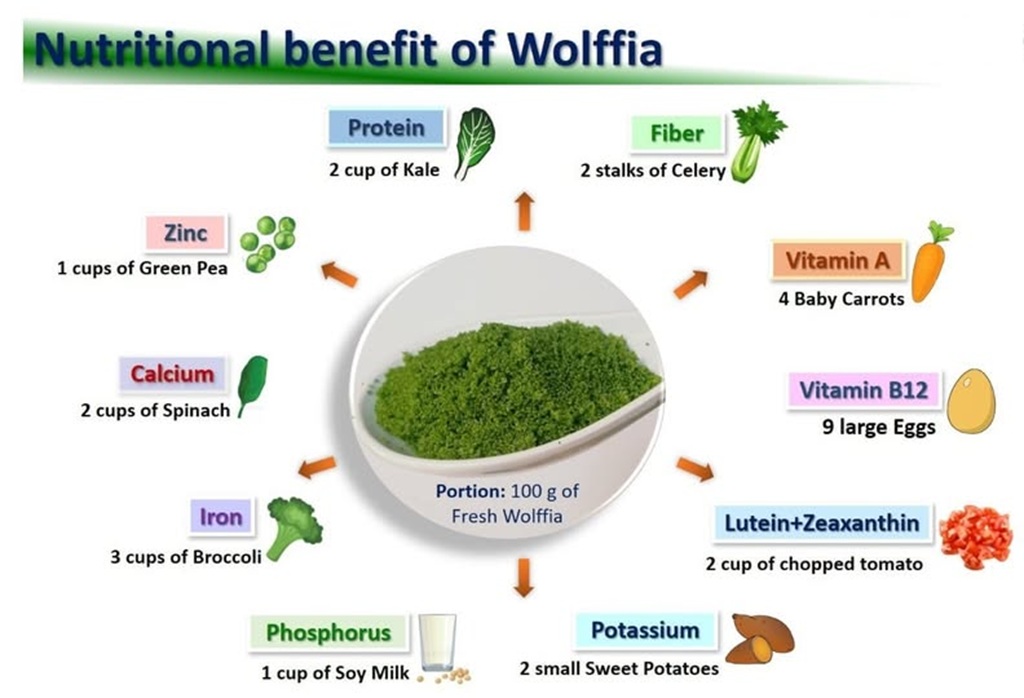 wolffia nutritional benefits