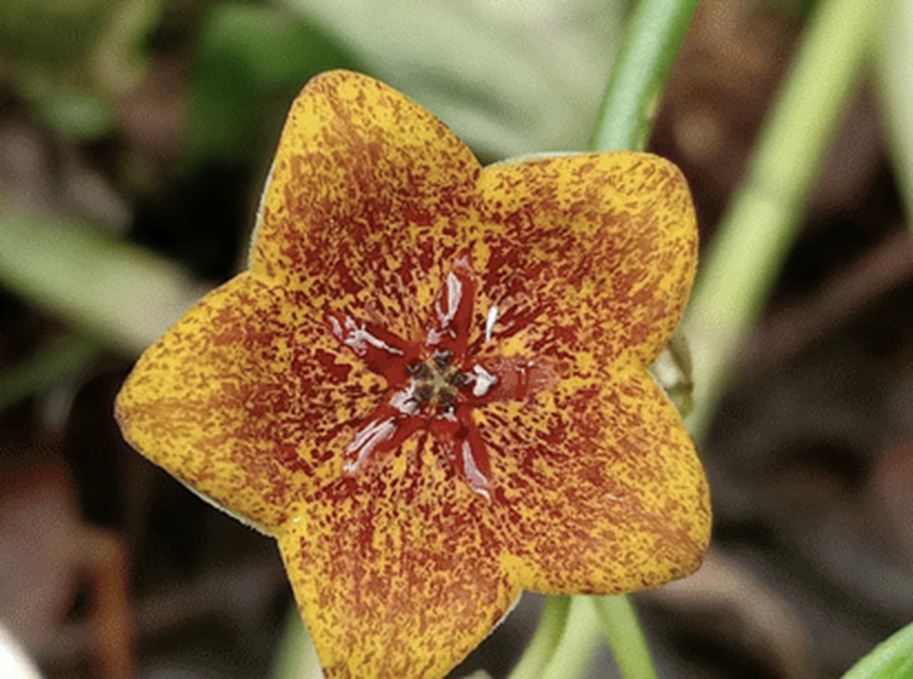 Heterostemma brownie Hayata