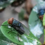 U.S. to Breed Billions of Flies
