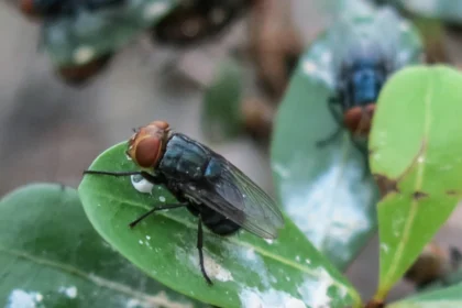 U.S. to Breed Billions of Flies