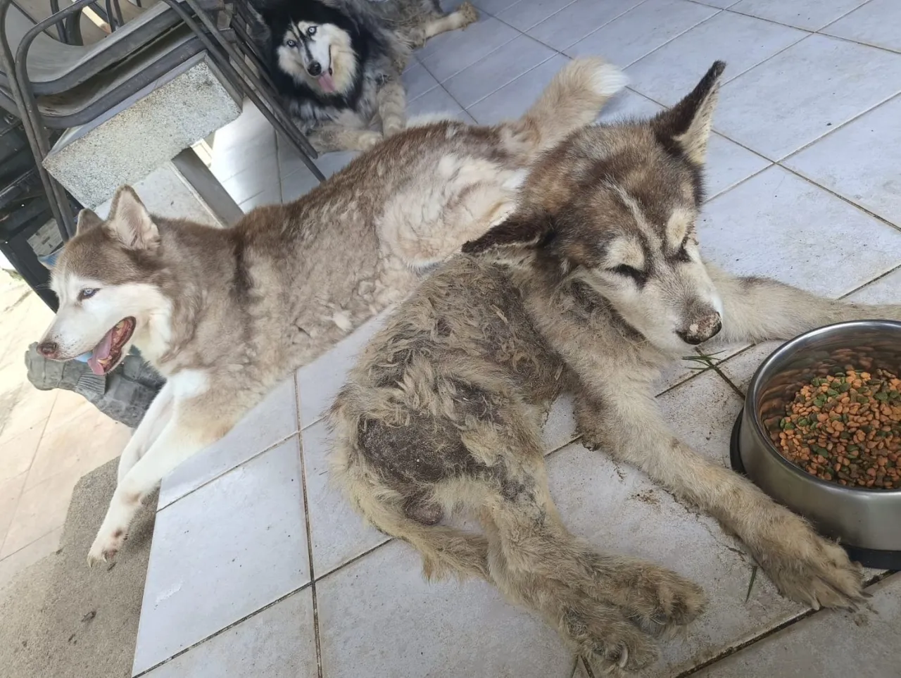 Siberian Husky's Rescued in Phuket