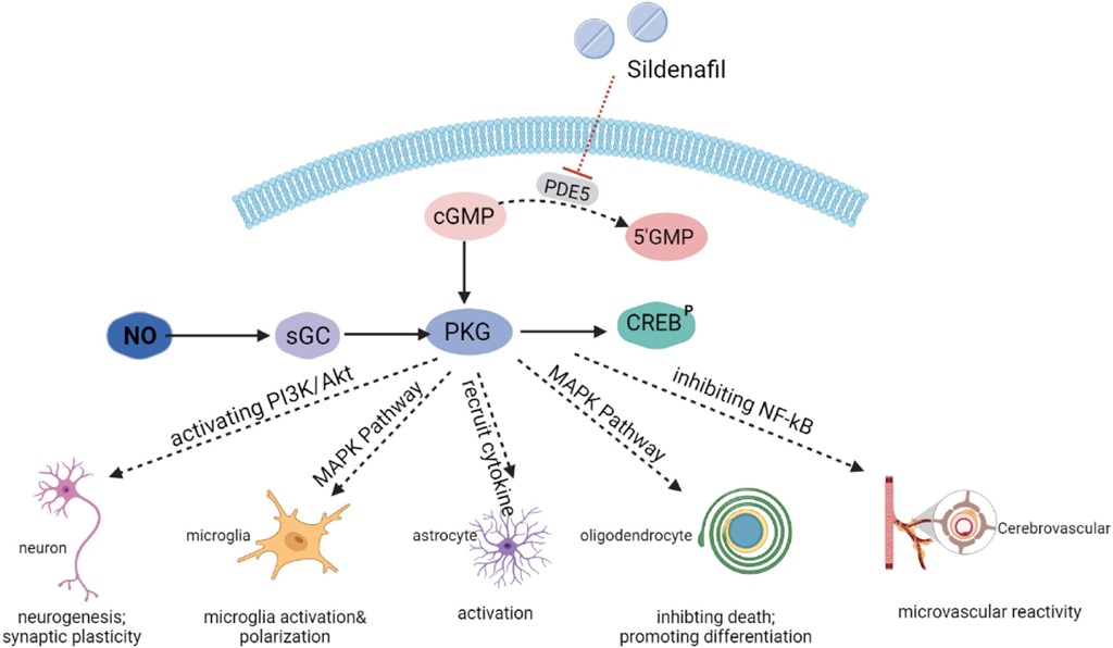How Sildenafil Functions