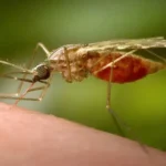 Mosquito