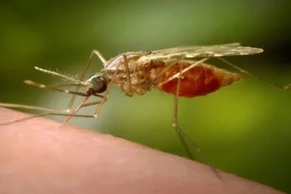 Mosquito