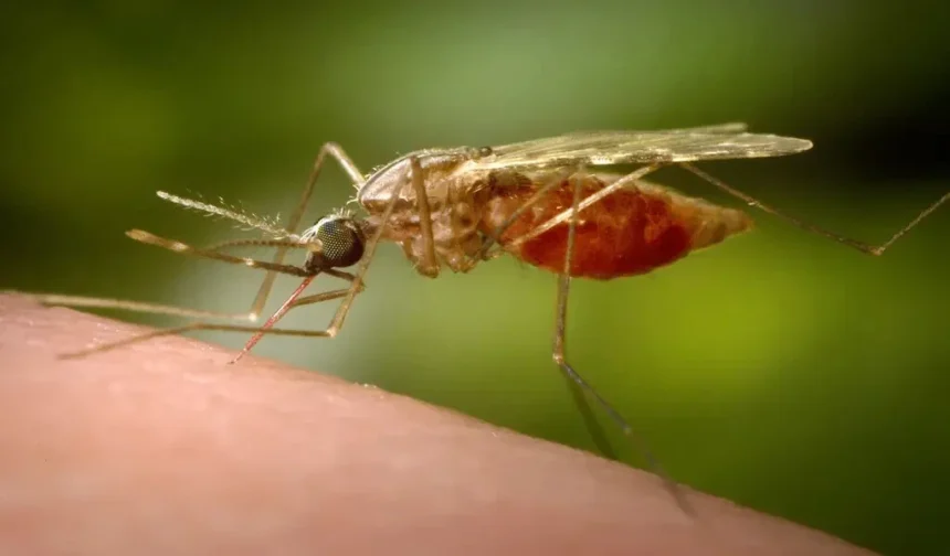 Mosquito